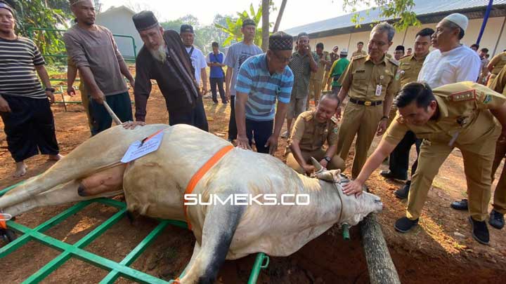 Dinas PUBM Tata Ruang Kurban 12 Sapi