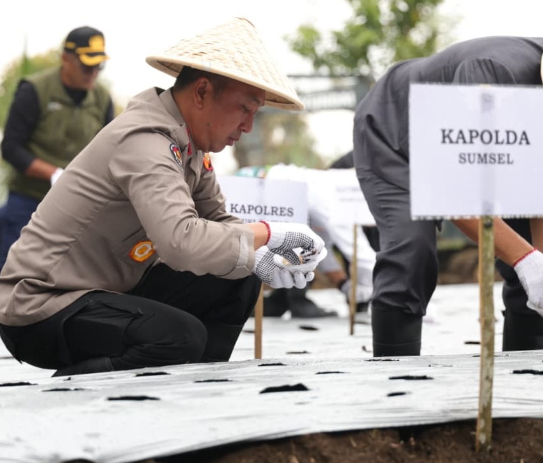 Pagar Alam Siap Jadi Sentra Bawang Putih, Kapolda Sumsel Pimpin Tanam Perdana 1,4 Ton Bibit