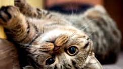 Inilah 5 Fakta Unik Kumis Kucing yang Jarang Diketahui, Nomor 3 Tak Disangka! 