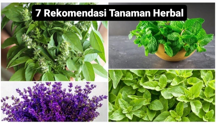 7 Rekomendasi Tanaman Herbal yang Dapat Tumbuh di Dalam Ruangan