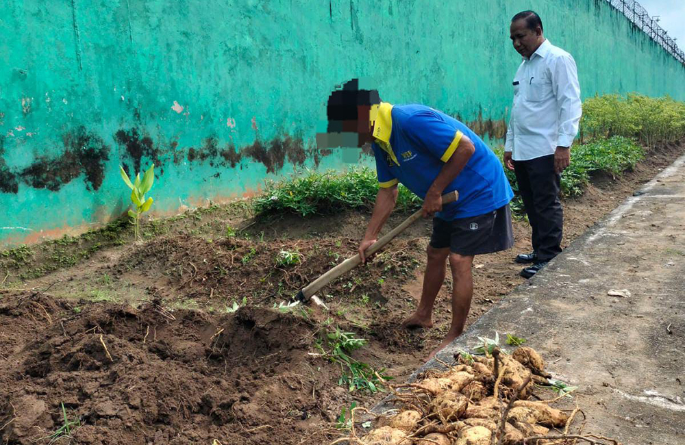 Lembaga Pemasyarakatan Narkotika Muara Beliti Sukses Panen Ubi Jalar, Dukung Ketahanan Pangan Nasional