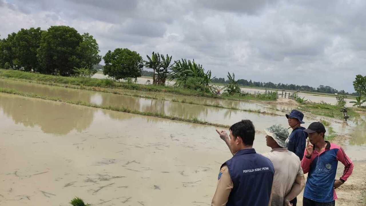 Hektaran Lahan Sawah di Lempuing OKI Terendam Banjir, Petani Terancam Gagal Panen