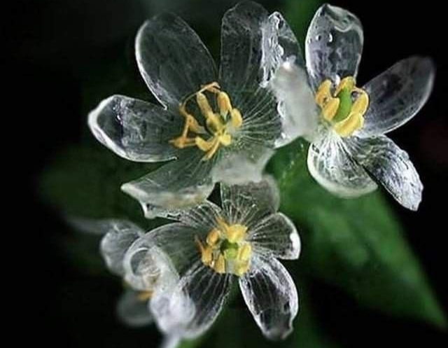 Fakta dan Keunikan Bunga Diphylleia Grayi, yang Dijuluki 'Bunga Kerangka' Transparan Ketika Terkena Air Hujan