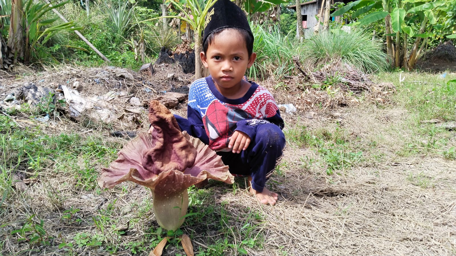 Heboh Bunga Bangkai Tumbuh di Ogan Ilir, Sering Keluarkan Bau Tak Sedap