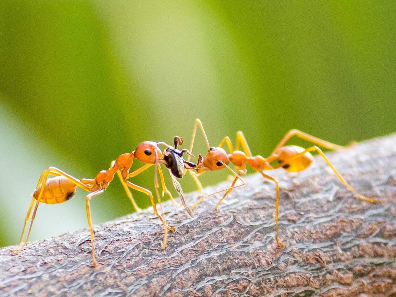 Jangan Diusir! Ternyata Jika Banyak Semut Masuk Rumah, Akan Ada 3 Hal Ini yang Akan Terjadi, Apa Itu? 