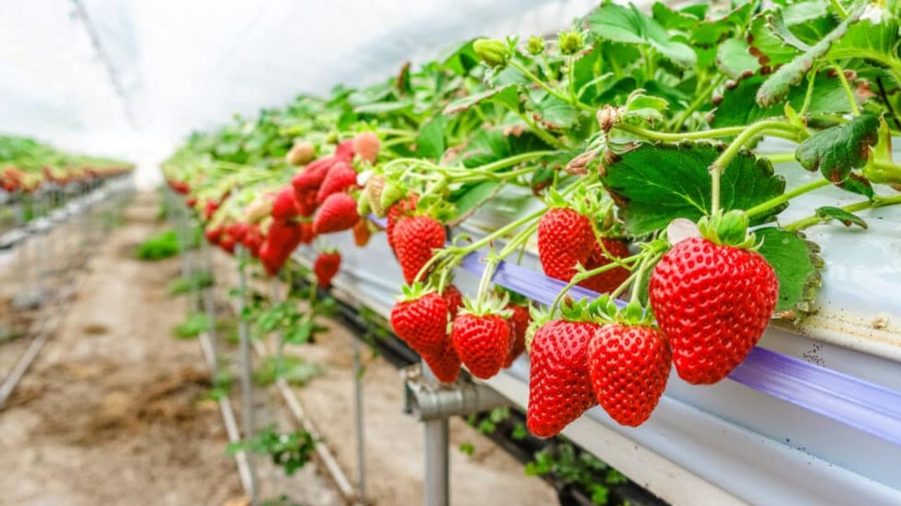 Cara Menanam Strawberry Hidroponik di Daratan Rendah Agar Buahnya Tetap Manis: Mudah Tanpa Lahan Luas