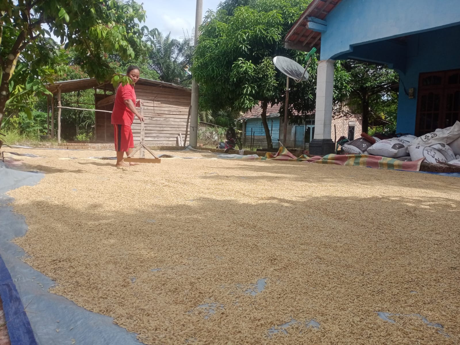 Petani Sawah Berharap Perhatian Pemerintah