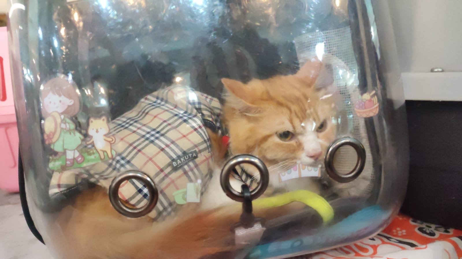 Versi Indonesian Cat Association, 5 Jenis Kucing yang Paling Banyak Diminati Masyarakat Palembang
