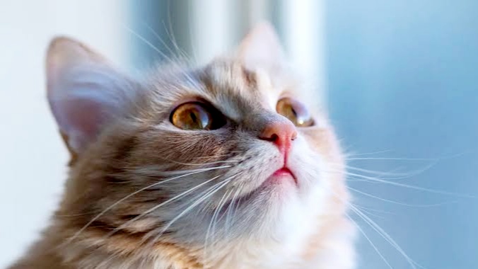 Mencukur Kumis Kucing Apakah Berbahaya? Simak Penjelasannya