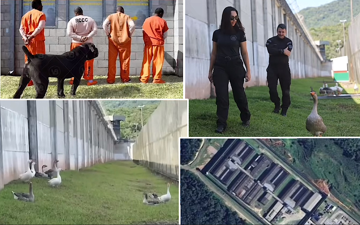 Penjara Brasil Pensiunkan Anjing dan Berdayakan Angsa Menjaga Penjara, Ternyata Ini Alasannya?    