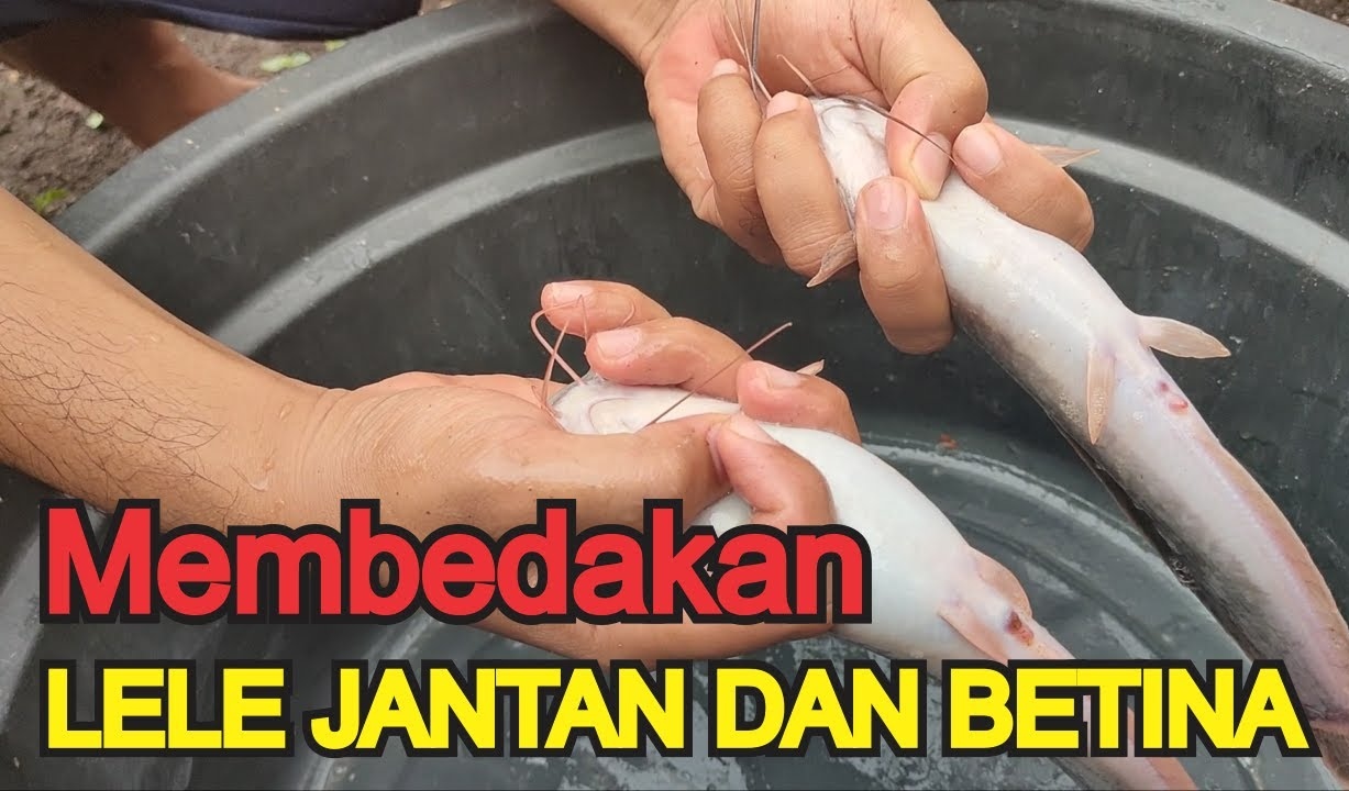 Cara Membedakan Induk Lele Jantan dan Betina, Tips Sukses Pembenihan