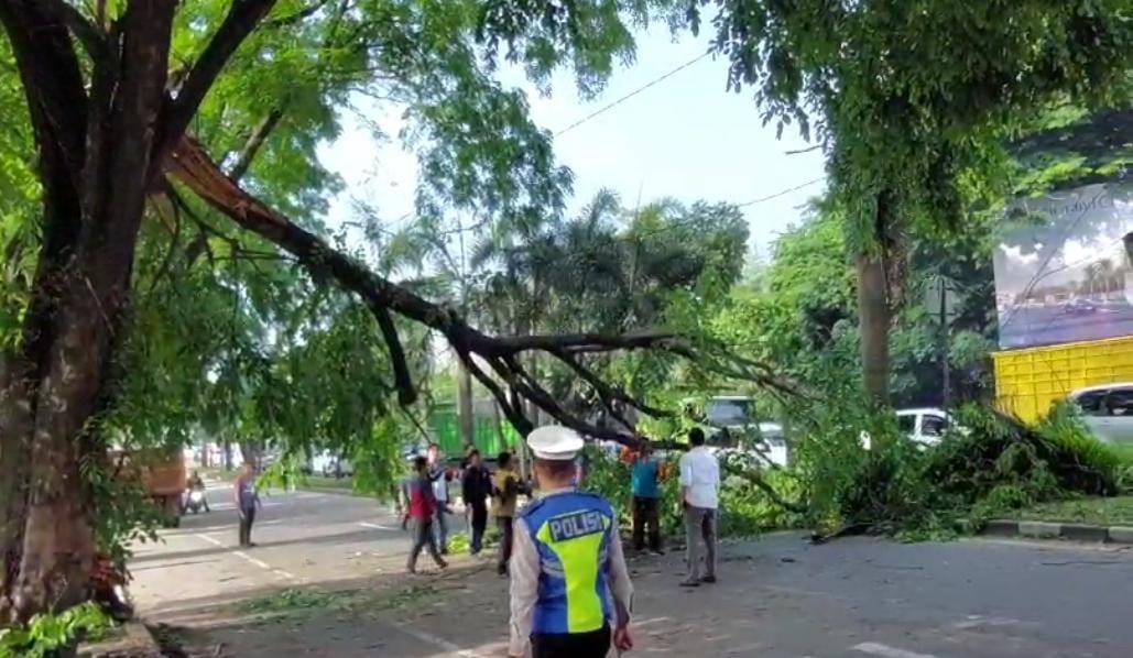  Pohon Tumbang di Jalan Soekarno-Hatta Sempat Sebabkan Macet Panjang