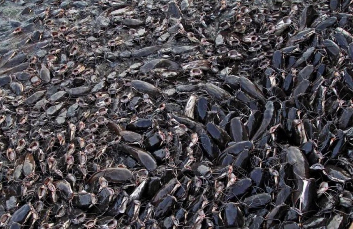 Cara Membuat Pakan Ikan Lele Organik dari Kotoran Ternak dan Ampas Tahu