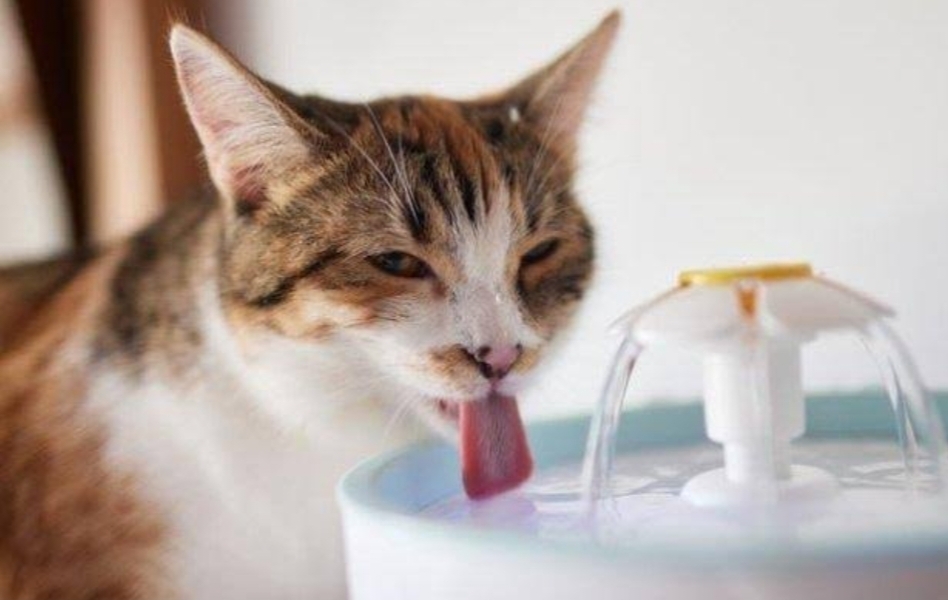 Seberapa Bahayakah Kucing Suka Minum Air Toilet? Yuk Simak Penjelasannya Disini