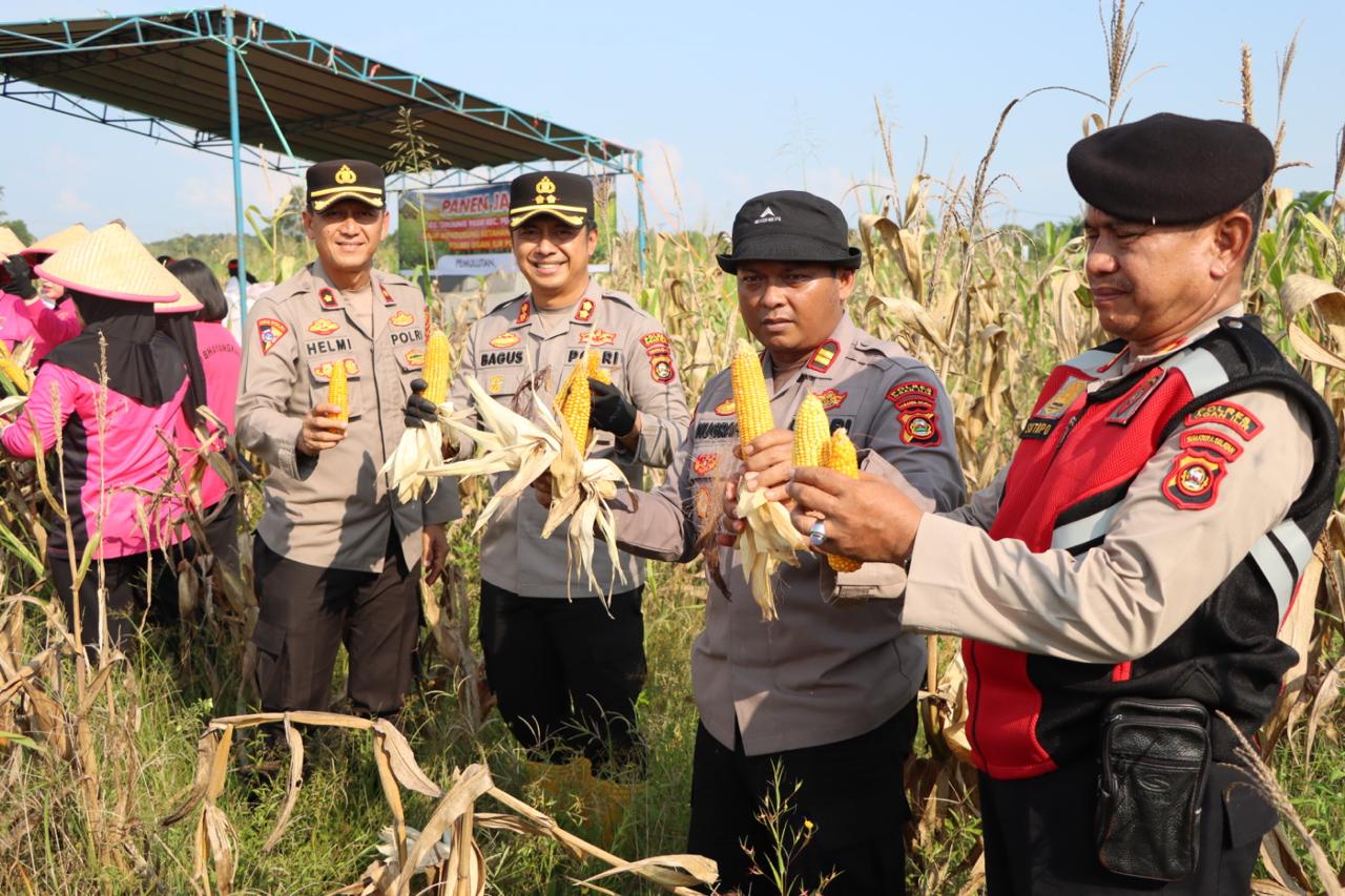 Panen Raya Jagung Program Ketahanan Pangan di Tanjung Pasir, Kapolres Ogan Ilir Antusias dan Berikan Apresiasi