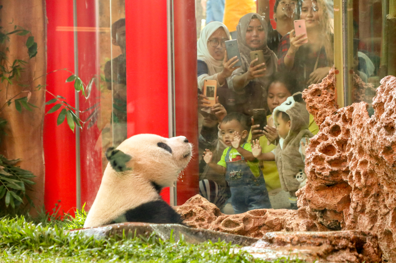 Safari Ngopi Bareng Media, Taman Safari Bogor Kenalkan Fakta Unik Giant Panda kepada Wartawan