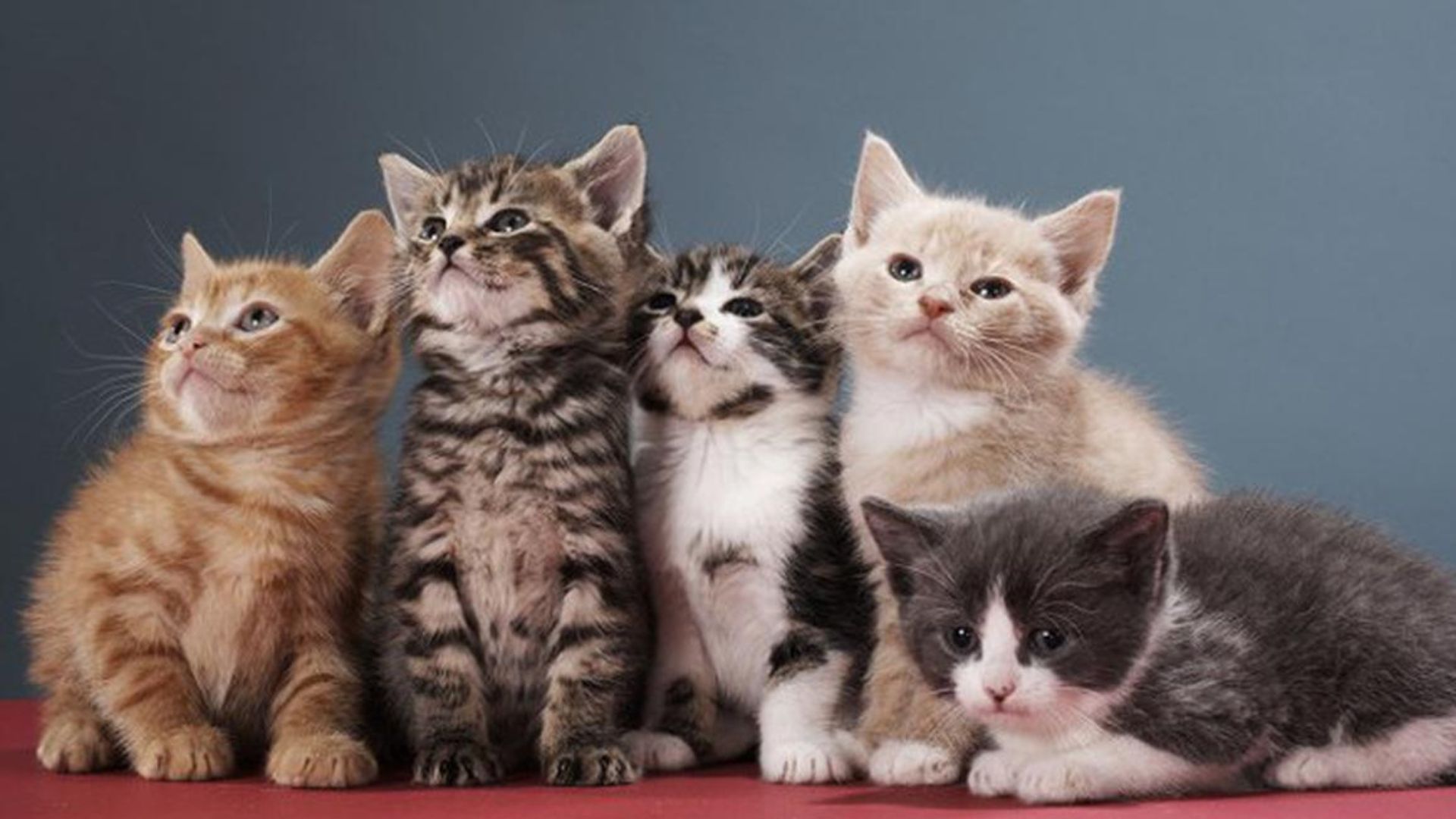 Tips Ampuh Jaga Bulu Kucing Sehat dan Berkilau: Tidak rontok dan Tetap Lebat!