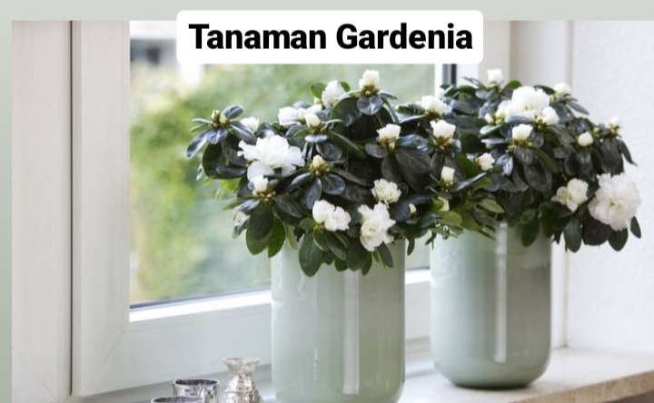 Gardenia: Keindahan Tanaman Hias dan Aroma Semerbak, Perawatannya Juga Mudah Banget! 