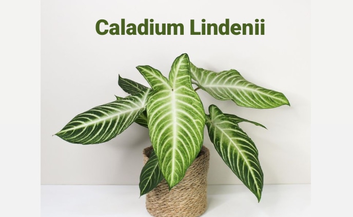 Tanaman Hias Minim Perawatan, Caladium Lindenii, Miliki Daun yang Cantik dan Indah