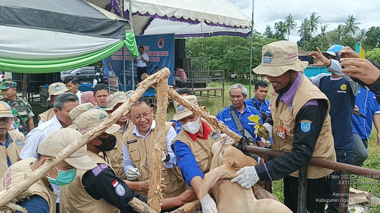 Pemkab OKI Gencarkan Vaksinasi Untuk Tekan Penyebaran Penyakit Mulut dan Kuku