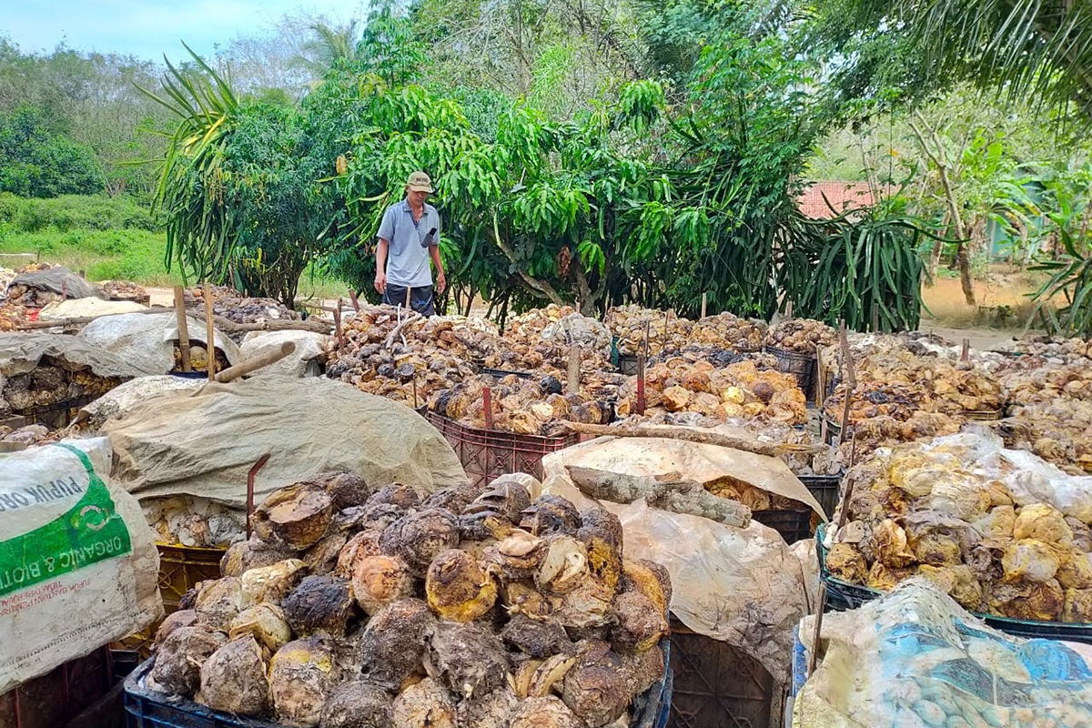 Petani Karet Lempuing Bersorak, Harga Getah Karet Stabil