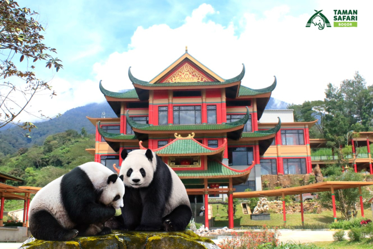 Yuk, Kunjungi Cai Tao dan Hu Chun di Istana Panda Taman Safari Bogor, Berasa Liburan Istimewa di Tiongkok!