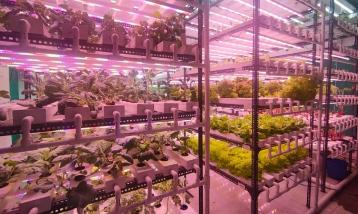 Grow Light LED Hemat Listrik Jadi Solusi Hidroponik Indoor, Ini Rekomendasi dan Tips Memilihnya