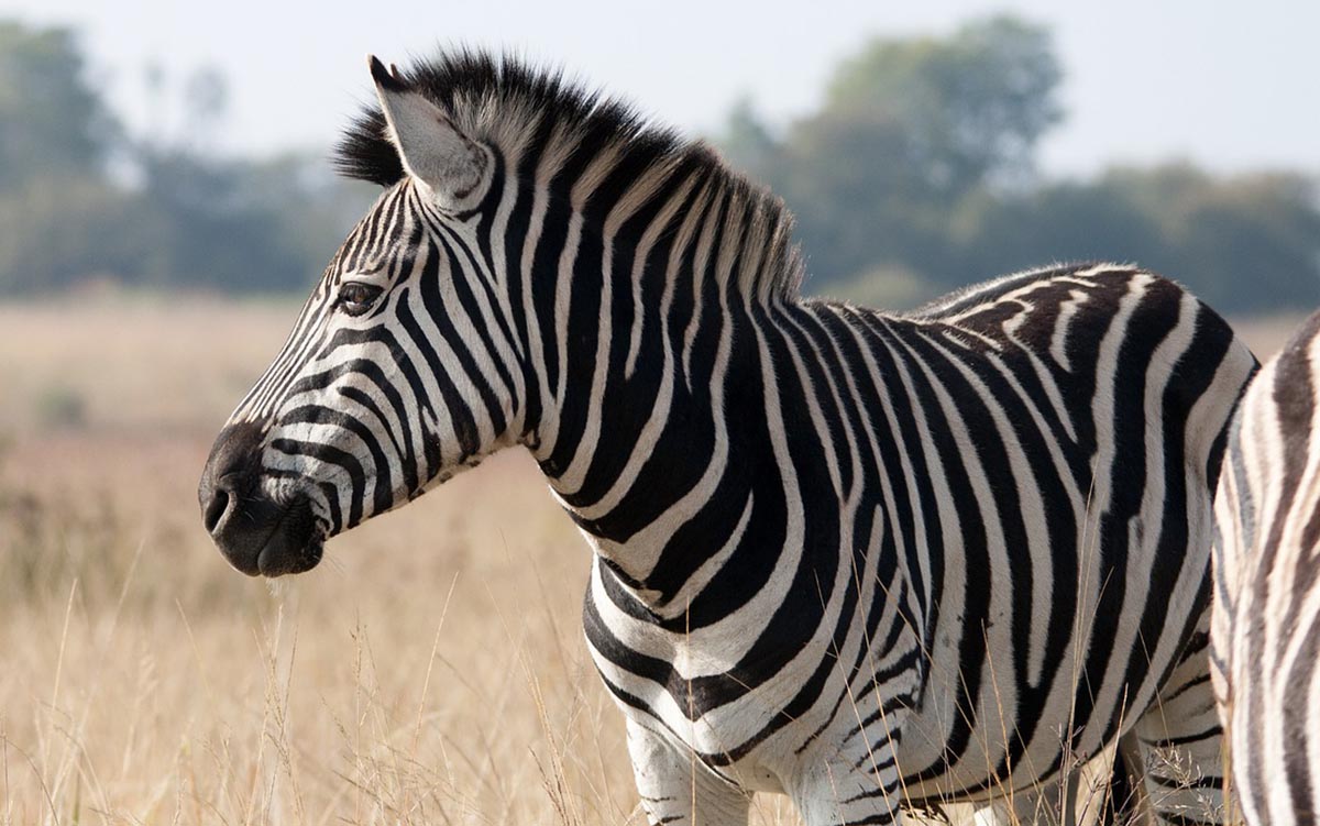 Satu Keluarga dengan Kuda, Zebra Tidak Pernah Jadi Tunggangan, Alasannya Bikin Terenyuh