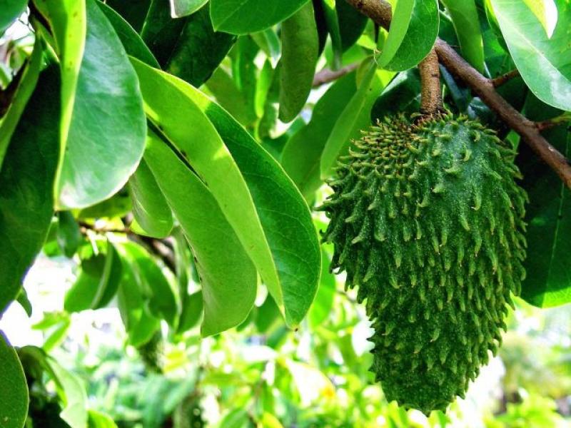 Cara Merebus Daun Sirsak Berikut 5 Manfaat Air Rebusan Daun Sirsak untuk Kesehatan 