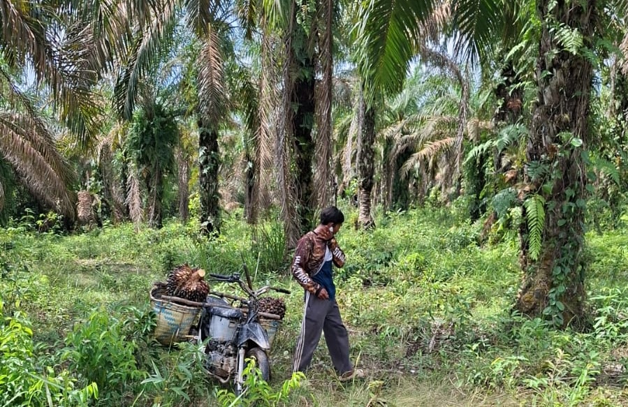 Harga Sawit Anjlok, Petani Sawit di OKI Mengeluh