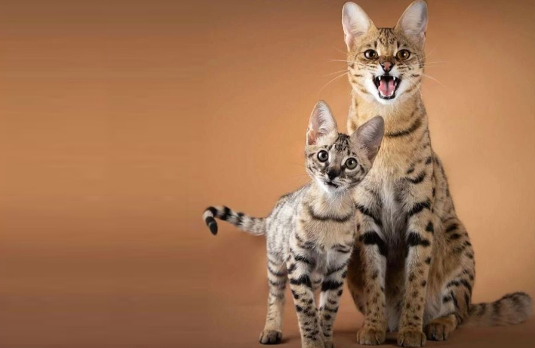 Wow! Tembus Hingga Nyaris Rp2 Miliar, Inilah Deretan Kucing Termahal di Dunia Kucingnya Para Sultan