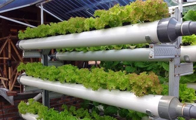 7 Tips Efektif untuk Mengatasi Lumut pada Pipa Hidroponik di Musim Hujan 2026