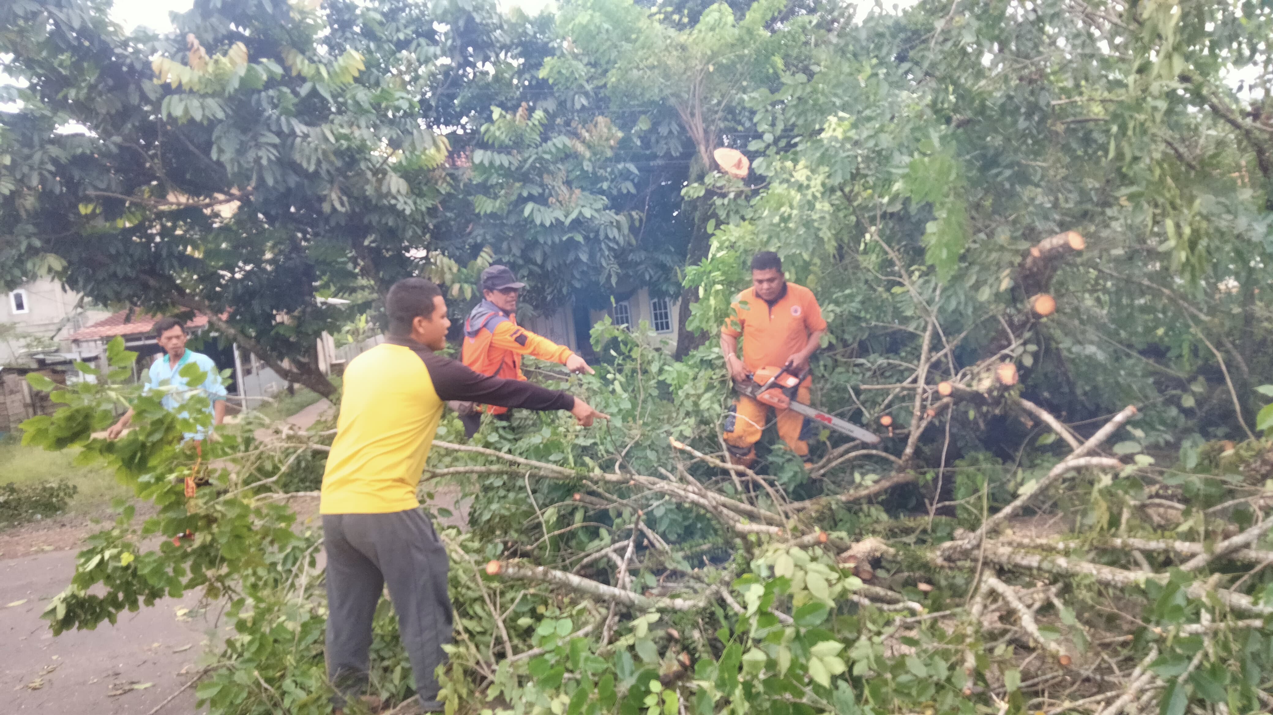 Membahayakan Pengguna Jalan, Potong Pohon Tua di Pinggir Jalintim Palembang-Betung