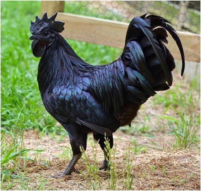 Simak! Mitos Ayam Cemani yang Termasuk Hewan Langka dan Sering Dikaitkan Hal Mistis
