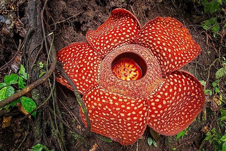 Kenali Jenis Bunga Rafflesia, Bunga Bangkai yang Langka di Indonesia
