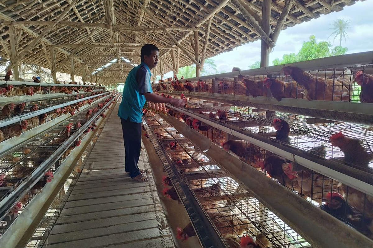 Peternak Ayam Petelur Lampung Bangkit dari Pandemi Berkat Klaster Usaha Mandiri Makmur