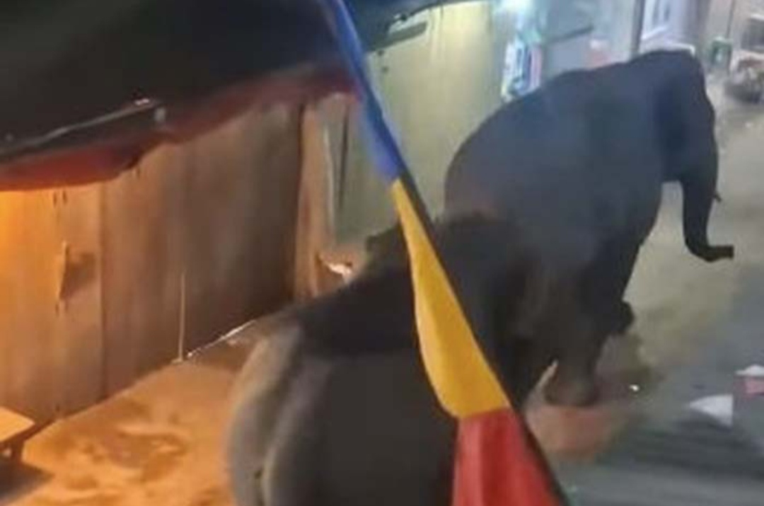 Woww! Hewan Liar Gajah Melintas di Pasar Jukung Air Sugihan OKI