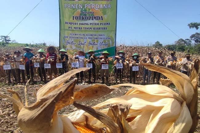 Ketua DPRD OKU, Hadiri Panen Raya Jagung Bersama Forkopimda