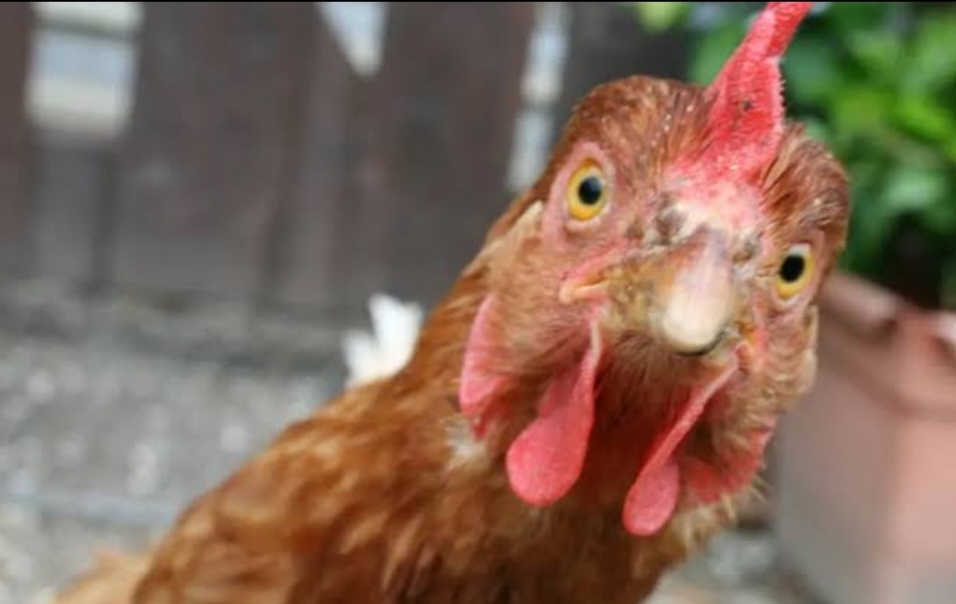 Terlalu, Seorang Remaja Setubuhi 300 Ayam Sampai Mati Bikin Heboh Warga Tasikmalaya