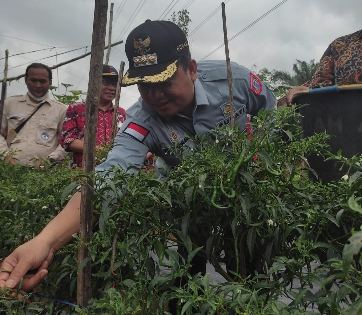 Bupati Beli Cabai Petani Rp 100 Ribu/kg