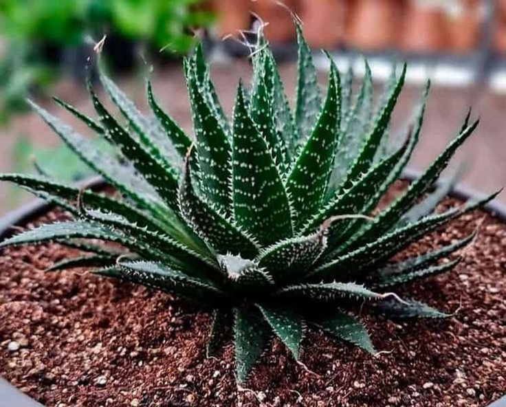 Aloe Aristata: Keajaiban Tanaman Lace Aloe yang  Unik dan Menawan, Tahan Lama! 