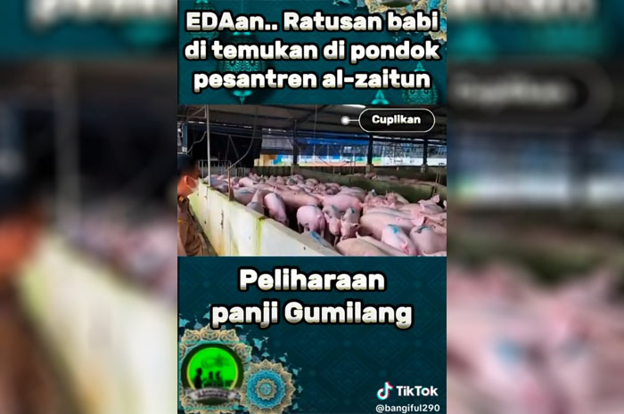 Warganet Ragukan Kebenaran Video Ratusan Babi Peliharaan Panji Gumilang di Ponpes Al Zaytun Indramayu 