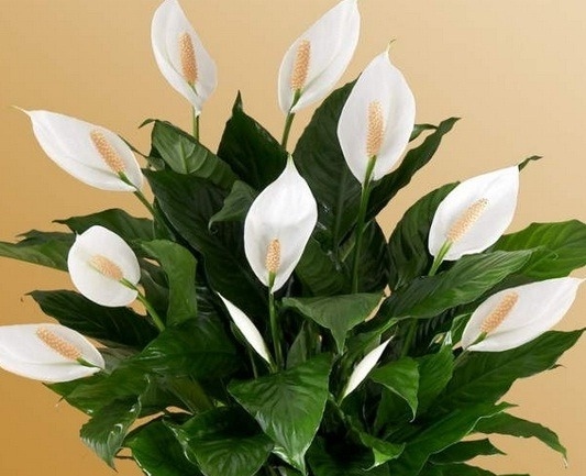 Tahukah Kamu, Berikut 5 Manfaat Tersembunyi  Menanam  Peace Lily di Rumah