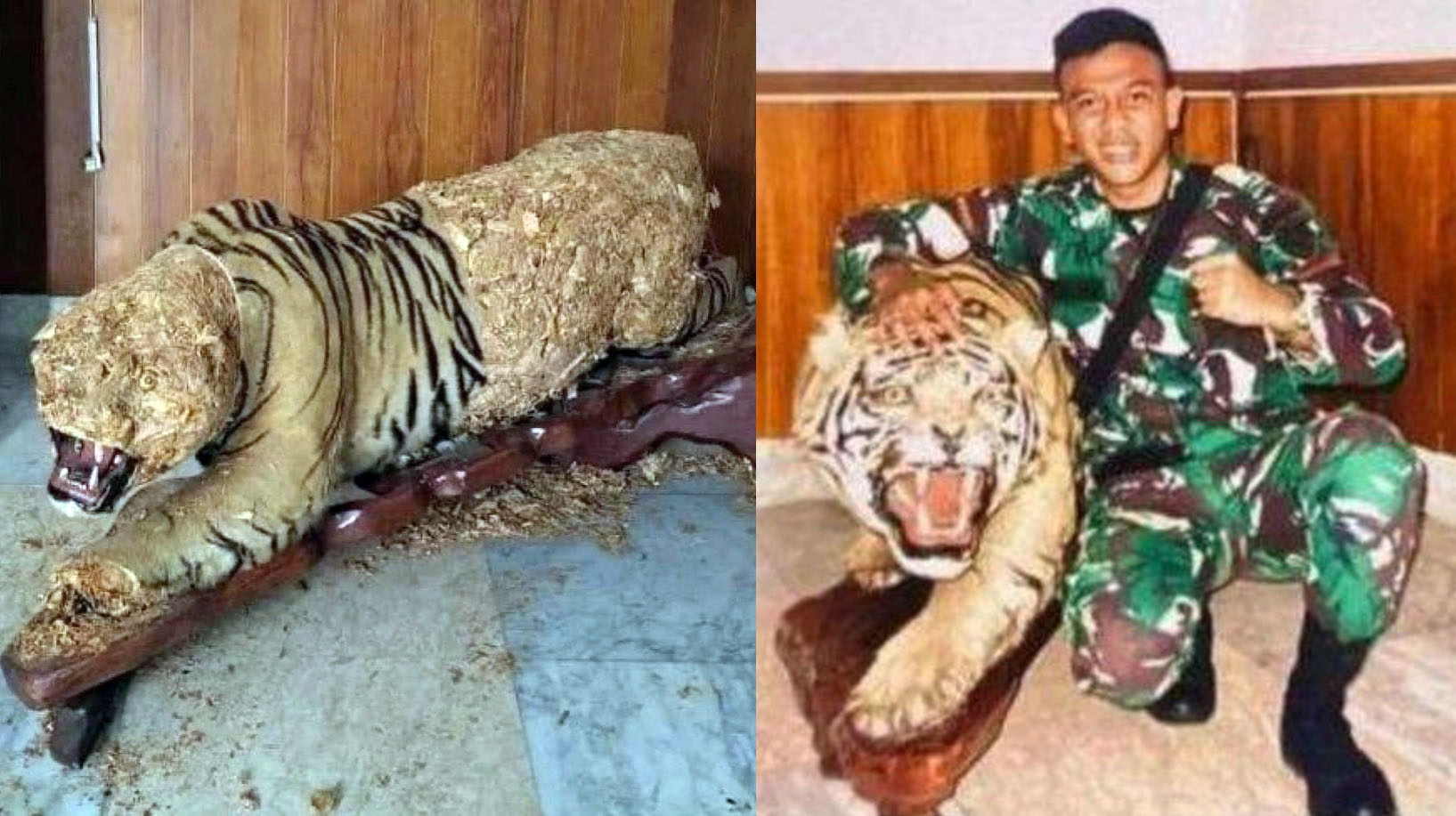 WADUH! Oknum Anggota TNI Nekat Curi Kulit Harimau Komandan, Bikin Warganet Geleng-Geleng Kepala