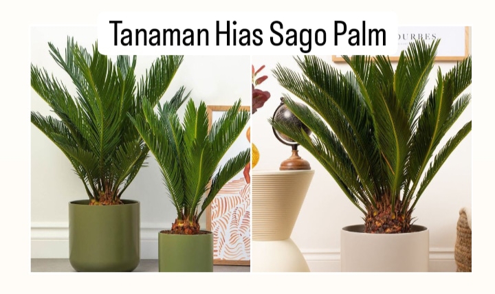 Tanaman Hias Sago Palm, Sudah Tahan Lama, Perawatannya Juga Mudah Dilakukan! 