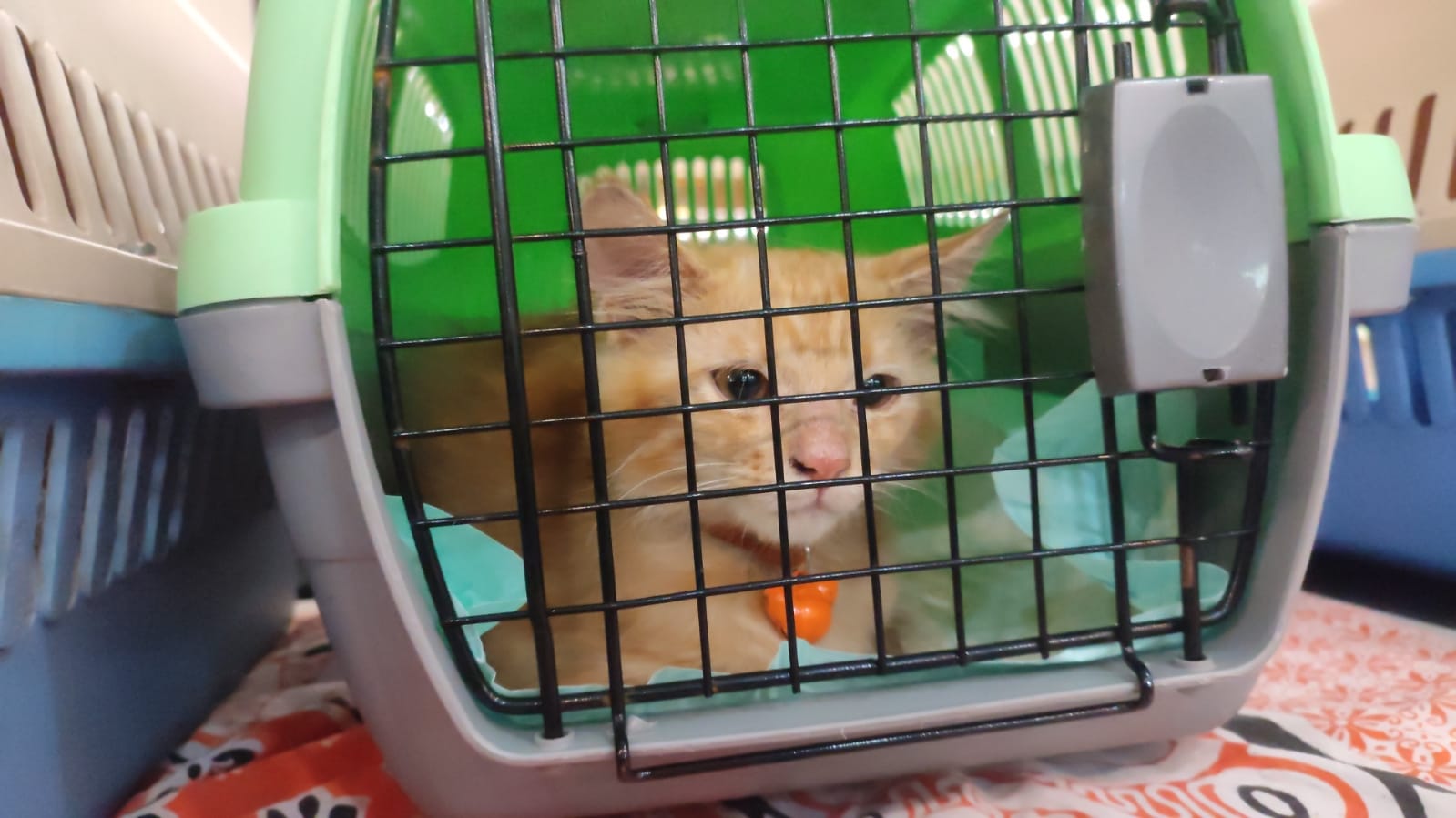 Wajib Tahu, ini 5 Manfaat Memelihara Kucing