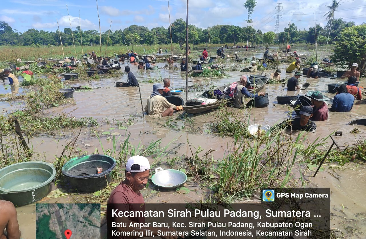 Warga Berburu Emas di Rawa Desa Batu Ampar SP Padang OKI Bertambah Ramai