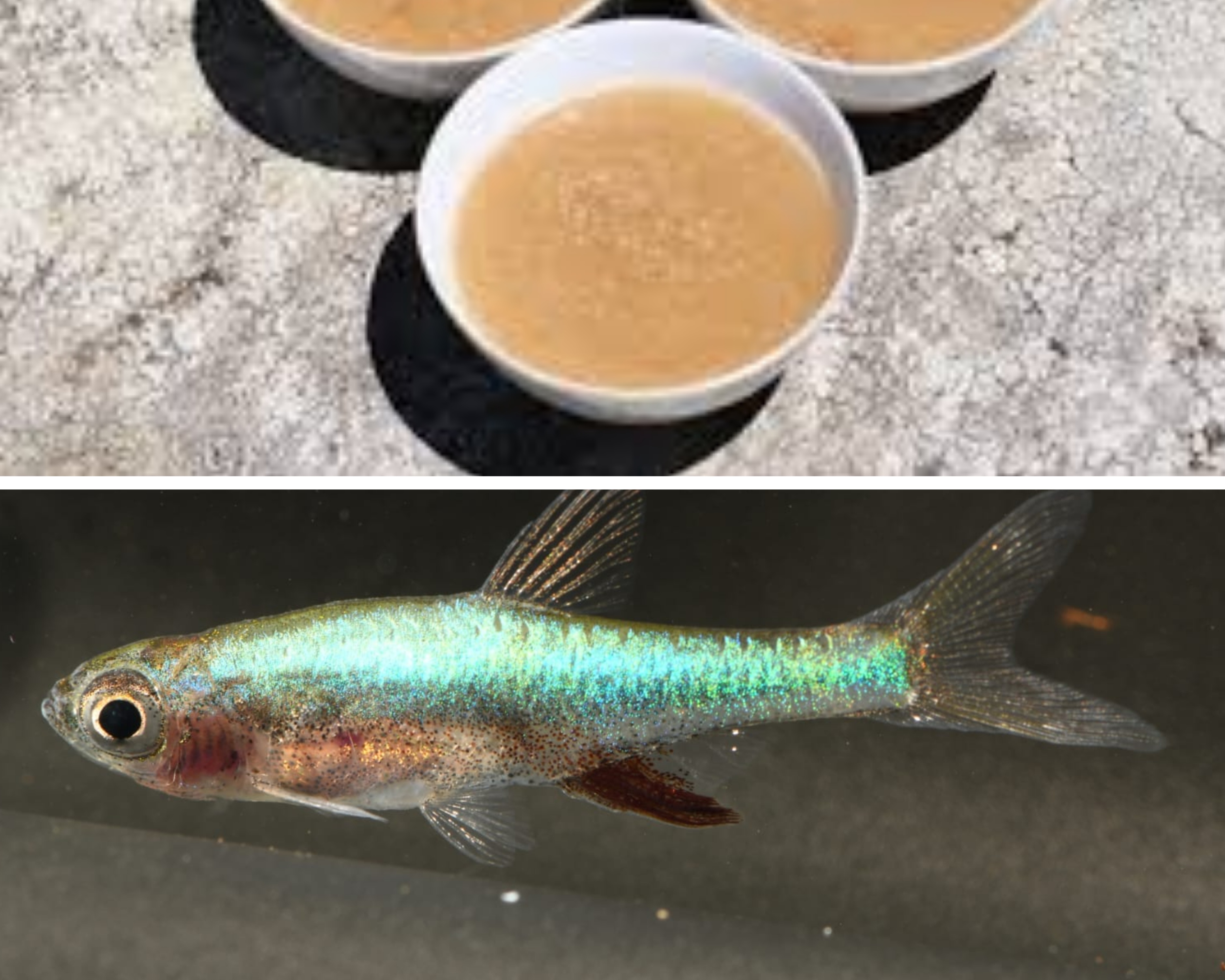 Ikan Bebiuu dan Bubur Jabak Desa Irat Resmi Tercatat sebagai Kekayaan Intelektual Komunal Bangka Selatan