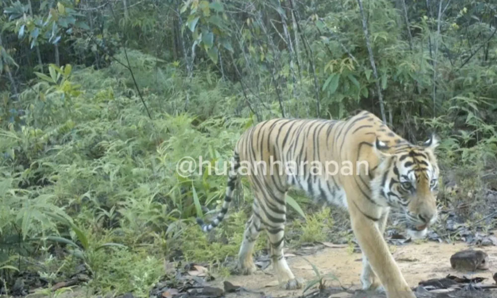 Harimau Sumatra Terekam Kamera Jebak, ini Penampakannya