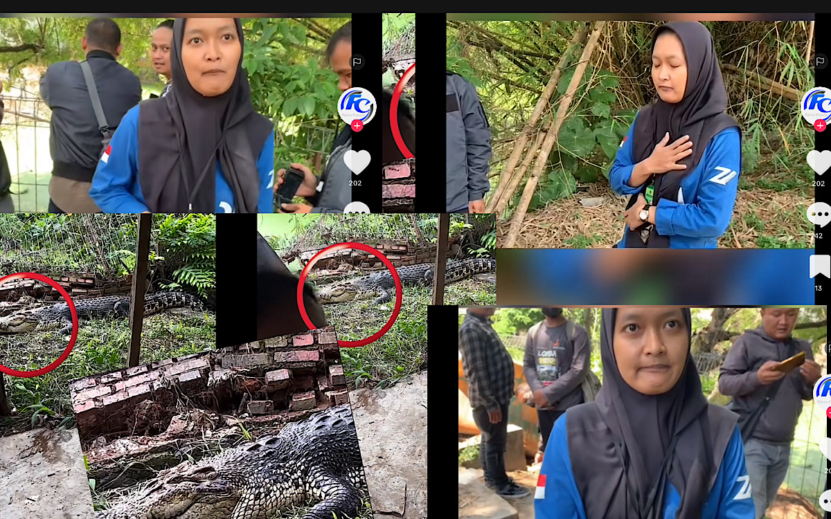 Aneh, Saat Belasan Buaya Cianjur Dipindahkan ke Palembang Wartawan Yang Meliput Malah Disuruh Hapus Video